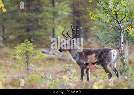 La renna, Rangifer tarandus passeggiate in foresta, aventi grandi corna di cervo, Gällivare county, Lapponia svedese, Svezia Foto Stock