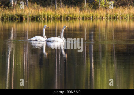 Due cigni Whooper, Cygnus cygnus, nuotare in un lago e gli alberi che riflette nell'acqua, Gällivare county, Lapponia svedese, Svezia Foto Stock