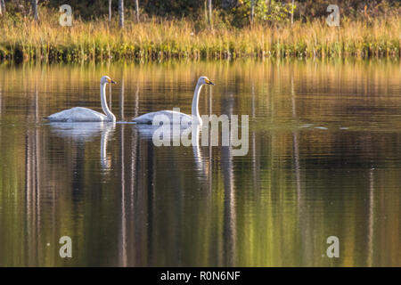 Due cigni Whooper, Cygnus cygnus, nuotare in un lago e gli alberi che riflette nell'acqua, Gällivare county, Lapponia svedese, Svezia Foto Stock