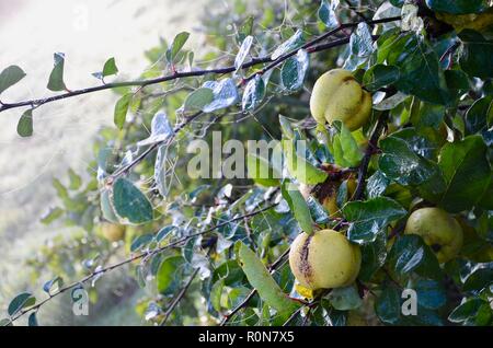 Mela cotogna (Cydonia oblonga) boccola con rugiada su frutti in autunno sole di mattina, Lincs, Inghilterra. Foto Stock