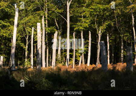 Foreste vergini su Darss in Germania Foto Stock