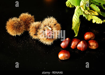 Castagno con foglie e riccio su nero Foto Stock