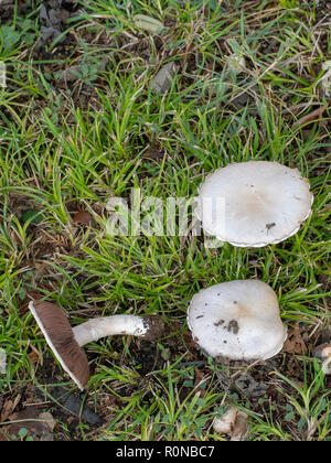 Questi appaiono come selvatici commestibili Campo di funghi Agaricus campestris ma potrebbe essere velenoso e è difficile da dire. Composizione verticale. Foto Stock