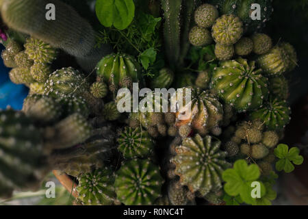 Gruppo di diversi tipi di cactus in una pentola visto da sopra Foto Stock