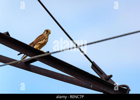 Comune o il Gheppio Falco tinnunculus posatoi contro il cielo blu sullo sfondo Foto Stock