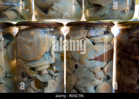 Decapati funghi latte in vasi presso il village marketplace Foto Stock