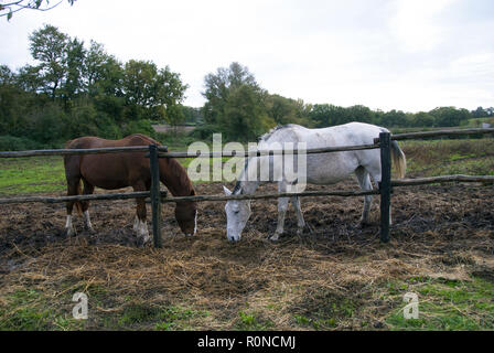 Un bianco e un cavallo marrone mangiare. Foto Stock