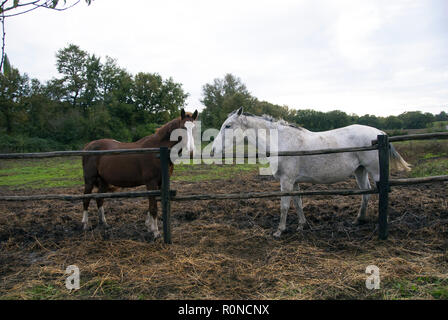 Un bianco e un cavallo marrone dietro il recinto. Foto Stock