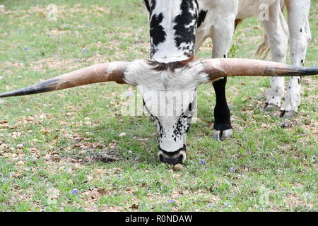 Texas Longhorn di pascolare su Hill Country Ranch Foto Stock