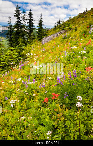 Splendida fioritura di fiori di campo lungo la collina nello stato di Washington, USA e pini Foto Stock