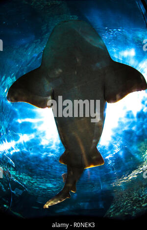 Shark galleggianti in un acquario in Loro Parque Foto Stock