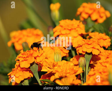 Tagetes, una varietà di fiori bonanza deep orange, un sacco di fiori e su uno si siede un Big Bombo, un arancio brillante foto, giornata di sole Foto Stock