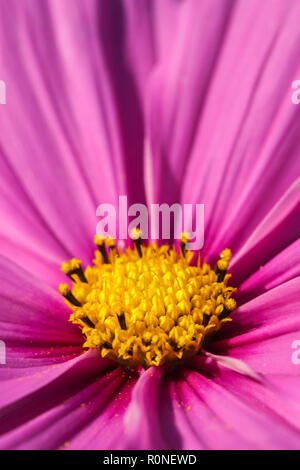 Una graziosa rosa fiore cosmos closeup con il polline spolvero i petali del fiore Foto Stock