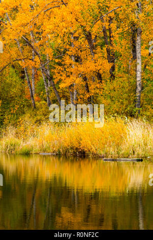 Un tranquillo di scena a Tim stagno durante l'autunno in stato di Washington Foto Stock