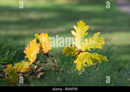 Illuminazione luce del sole su caduto autunno di foglie di quercia sull'erba. Regno Unito Foto Stock