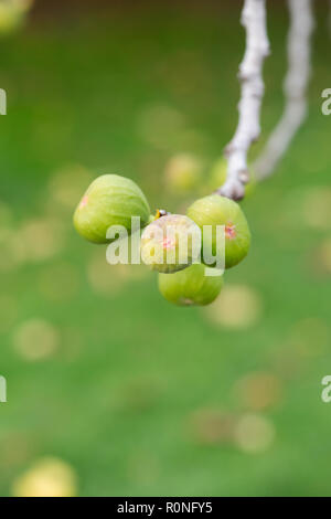 Ficus carica. Sviluppo di Fig la frutta in una struttura ad albero Foto Stock