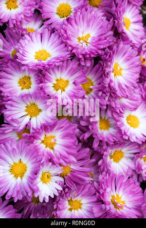 Stacy giardino rosa mamma crisantemo in fiore con centri di colore giallo e bianco con petali di rosa Foto Stock