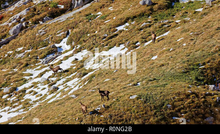 Camosci (Rupicapra rupicapra) pascolando nella prima neve su ultimo rimane di erba in Alpstein - Alpi Appenzell, Svizzera Foto Stock