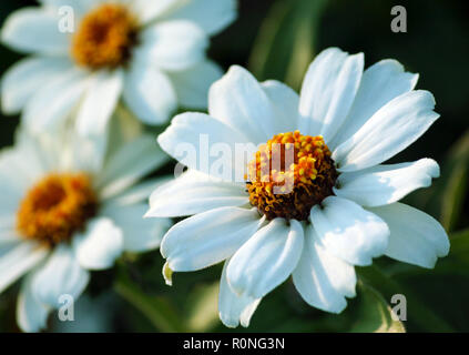 Uno bianco gerbera close-up, due immagini sfocate, foto dal lato, piccola daisy-come i fiori, alto arancio marrone con core, buio fitto fogliame verde intorno, Foto Stock