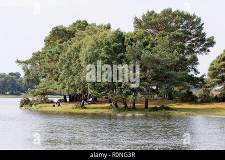 Alberi a fianco di ascia Pond, New Forest National Park, Hampshire, Inghilterra, Regno Unito. Foto Stock