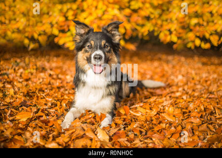 Un ritratto di un tri-colorato Border Collie giacente su un letto di foglie di autunno. Foto Stock
