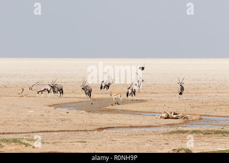 Etosha Pan - la fauna selvatica sul bordo della salina paesaggio, il Parco Nazionale di Etosha, Namibia Africa Foto Stock