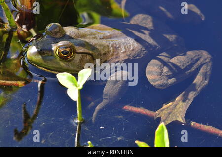 Frog peeping sopra l'acqua Foto Stock