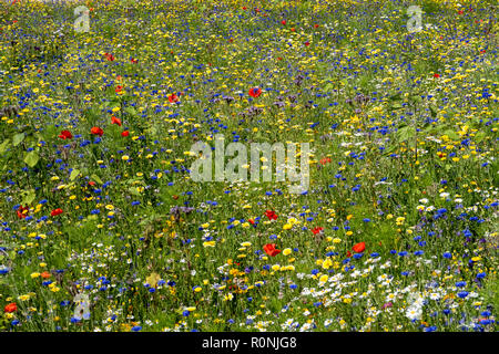 Selvaggio fiore giardino del museo del Louvre a Parigi, con alveari accanto ad esso. Estate 2018 Foto Stock