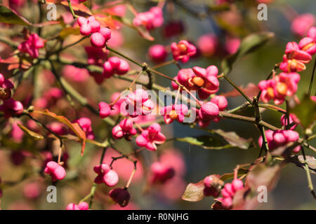 Frutto di un comune albero di mandrino (Euonymus europaeus) su una riserva naturale nel Herefordshire UK campagna. Foto Stock