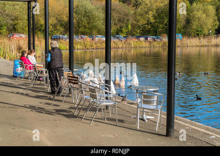 Tre signore a guardare la vita degli uccelli sul lago Llandrindod Powys Wales UK Foto Stock