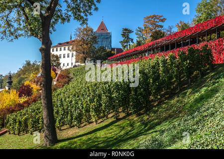 Vigneto di San Venceslao Prague Castello giardino e piccolo vigneto ceco vigneti Repubblica ceca autunno Europa vigneto vino ceco Castello Giardino Foto Stock