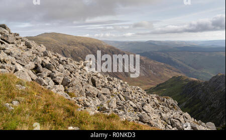 Due pecore in piedi in un campo di roccia in Cadair Idris la gamma della montagna nel Parco Nazionale di Snowdonia, Wales, Regno Unito Foto Stock