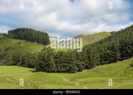 Foreste di pini sulle pendici di una montagna verde sotto un cielo nuvoloso in Nuova Zelanda Foto Stock