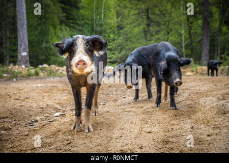 Suini selvatici in una foresta in corsica, cochon sauvage dans la forêt corse Foto Stock
