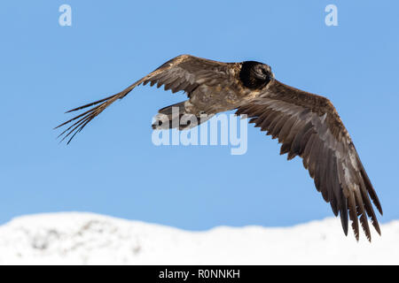 Gipeto, Gypaetus barbatus, immaturi, primo anno di volo nelle alpi francesi della Vanoise, Francia, ottobre 2018. Foto Stock