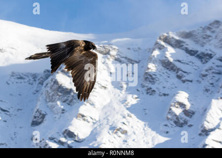 Gipeto, Gypaetus barbatus, immaturi, primo anno di volo nelle alpi francesi della Vanoise, Francia, ottobre 2018. Foto Stock