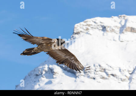 Gipeto, Gypaetus barbatus, immaturi, primo anno di volo nelle alpi francesi della Vanoise, Francia, ottobre 2018. Foto Stock