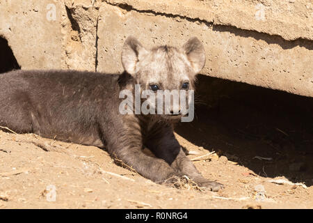 Un singolo Spotted iena, Crocuta crocuta pup godendo il sole al di fuori del suo den vicino Shingwedzi camp, Kruger National Park, Sud Africa. Foto Stock