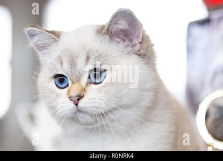 Ritratto di un gatto britannico di colore bianco con gli occhi blu. Foto Stock