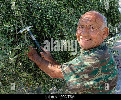 L'uomo la raccolta di olive in Paphos, Cipro. Foto Stock