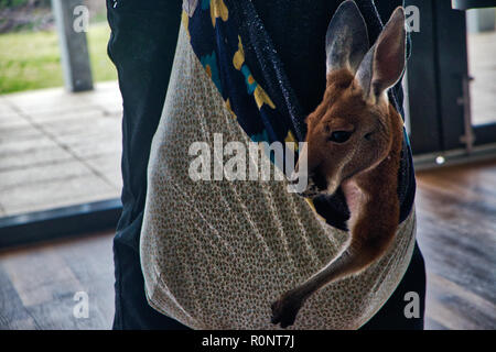 Feriti Joey con viso espressivo - 3 di 8 Foto Stock