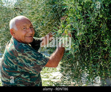 L'uomo la raccolta di olive in Paphos, Cipro. Foto Stock