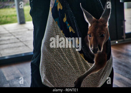 Feriti Joey con viso espressivo - 4 di 8 Foto Stock