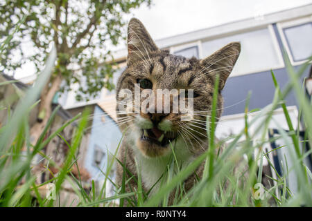 Cat mangiare erba fresca nel cortile. È possibile vedere chiaramente il suo mangiare in azione con i suoi denti esposti. Foto Stock