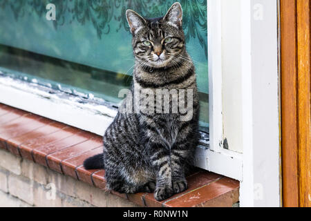 Un bel gatto seduto su una piccola sporgenza vicino alla finestra in posa per la fotocamera. Foto Stock