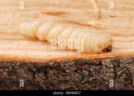 Larva bostrico (Scolytinae). Larva di scolitidi legless su uno sfondo di legno. Foto Stock