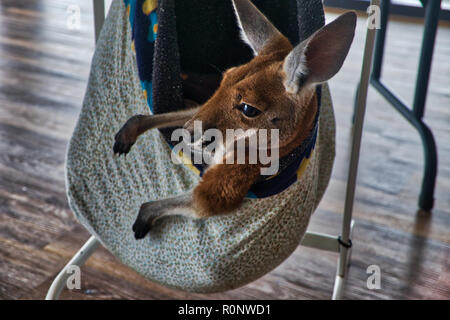 Feriti Joey con viso espressivo - 7 di 8 Foto Stock