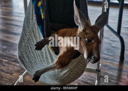 Feriti Joey con viso espressivo - 8 di 8 Foto Stock