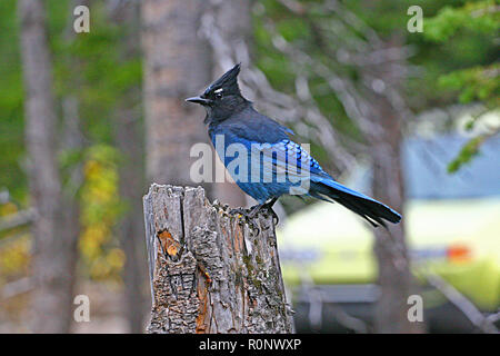 STELLER JAY uccelli del Nord America, Steller Jay; cyanocitta stelleri Foto Stock