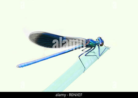 Nastrare demoiselle damselfly, Calopteryx splendens Foto Stock